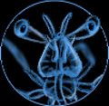 Aeroplankton image