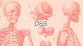 D&B image