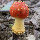 brainbg thumbnail