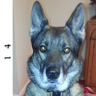 wolfnotdog thumbnail