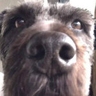 Pippadahut thumbnail