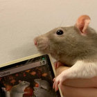 Little Horned Rat thumbnail