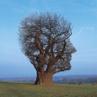 Vignetting the Compost / Bibio（ビビオ） (CD) Amazon.co.jp: Vignetting the Compost: ミュージック