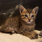 Space Rock Kitten thumbnail
