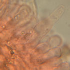 gemmae thumbnail