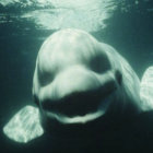 Distinct Motive Number 5 Ep Distinct Motive