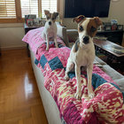 jaynedog thumbnail