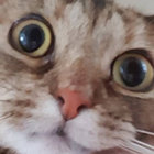 fluffy_pirate thumbnail
