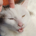 bombowa thumbnail