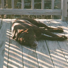 maddog thumbnail