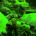 housepig1313 thumbnail
