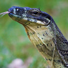 vaguevaranus thumbnail