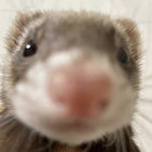 sophiakimchi thumbnail