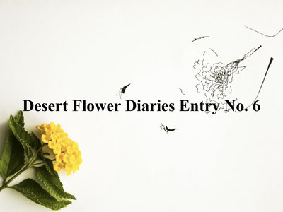 Desert Flower Diaries (Entries 6 - 10) main photo