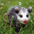OpossumOptimism thumbnail