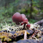 seti thumbnail