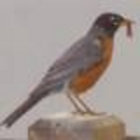 vocalbird thumbnail
