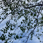 dredredre thumbnail