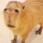 happyhappyjoyj0y thumbnail