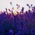 lavender__ thumbnail