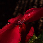 Creepy_crawlie_licker thumbnail