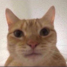 TheWalrus thumbnail