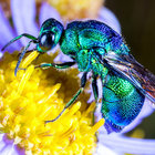 Green Sweater Bee thumbnail