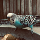 Stanley Likes Cyan thumbnail