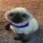 pentaklosm thumbnail