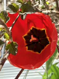 Music | Master Violet Ray