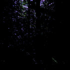 scelics thumbnail