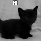 fin_linwellyn thumbnail