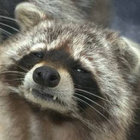 s_e_t_ thumbnail