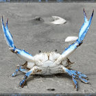 fugbart thumbnail