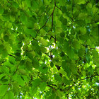 jomungand thumbnail