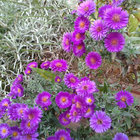 aster_chen thumbnail