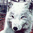 sevenpointsevenfan thumbnail