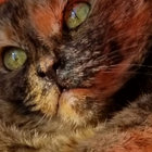 (SLRPS) Plum picks thumbnail