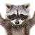 uncommon_raccoon thumbnail