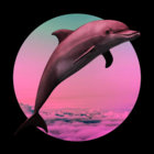 87dolphin thumbnail