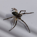 Vickula thumbnail