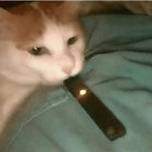cat thumbnail