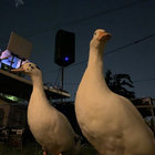 Enten/Eller thumbnail
