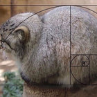 afatcatjack thumbnail