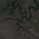 Lichen thumbnail