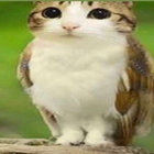 wamp thumbnail