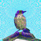 1blue-j thumbnail
