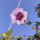 Eden's Desire (Vinyl Only) | Sepehr