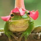 frogkween thumbnail