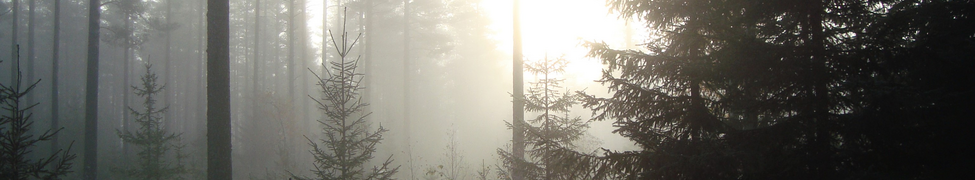 Nokturnum — Photo